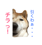 柴犬そらくん★（個別スタンプ：26）