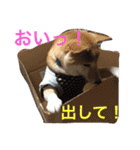 柴犬そらくん★（個別スタンプ：27）
