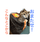 柴犬そらくん★（個別スタンプ：28）