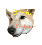 柴犬そらくん★（個別スタンプ：29）