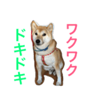 柴犬そらくん★（個別スタンプ：31）