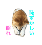 柴犬そらくん★（個別スタンプ：32）