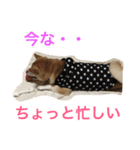 柴犬そらくん★（個別スタンプ：33）