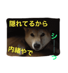 柴犬そらくん★（個別スタンプ：34）