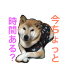 柴犬そらくん★（個別スタンプ：35）