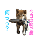 柴犬そらくん★（個別スタンプ：36）