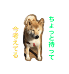 柴犬そらくん★（個別スタンプ：37）