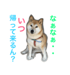 柴犬そらくん★（個別スタンプ：38）