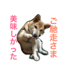 柴犬そらくん★（個別スタンプ：39）