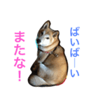 柴犬そらくん★（個別スタンプ：40）
