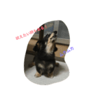 林檎ちゃんち（個別スタンプ：3）
