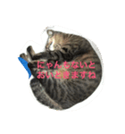 あられっぴ（個別スタンプ：1）