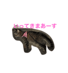 あられっぴ（個別スタンプ：4）