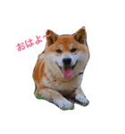 柴犬 ファミリー（個別スタンプ：1）