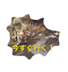 柴犬 ファミリー（個別スタンプ：3）