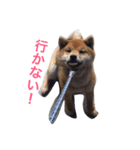 柴犬 ファミリー（個別スタンプ：4）