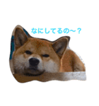 柴犬 ファミリー（個別スタンプ：5）