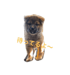 柴犬 ファミリー（個別スタンプ：6）