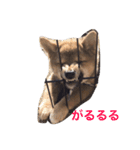 柴犬 ファミリー（個別スタンプ：7）