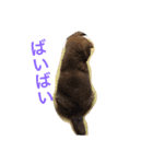 柴犬 ファミリー（個別スタンプ：8）