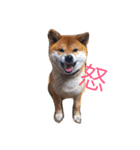 柴犬 ファミリー（個別スタンプ：9）