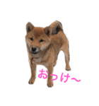 柴犬 ファミリー（個別スタンプ：11）