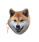 柴犬 ファミリー（個別スタンプ：12）