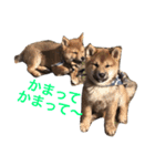 柴犬 ファミリー（個別スタンプ：15）