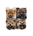 柴犬 ファミリー（個別スタンプ：16）