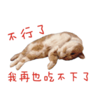 OurCatFamily（個別スタンプ：5）