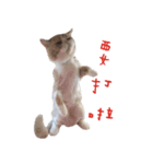 OurCatFamily（個別スタンプ：6）