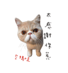 OurCatFamily（個別スタンプ：15）