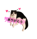 おにぎりとごま。（個別スタンプ：5）