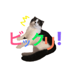 おにぎりとごま。（個別スタンプ：17）