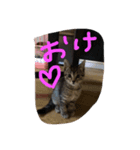あいらぶしんちゃん1（個別スタンプ：1）