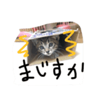 あいらぶしんちゃん1（個別スタンプ：8）