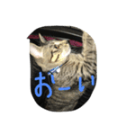 あいらぶしんちゃん3（個別スタンプ：3）