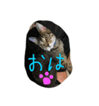 あいらぶしんちゃん3（個別スタンプ：6）