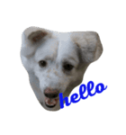 dog or pig？（個別スタンプ：1）