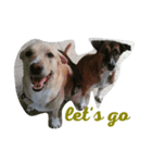 dog or pig？（個別スタンプ：3）