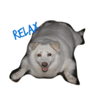 dog or pig？（個別スタンプ：6）
