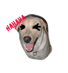 dog or pig？（個別スタンプ：7）