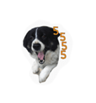 dog my friend（個別スタンプ：1）