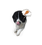 dog my friend（個別スタンプ：3）