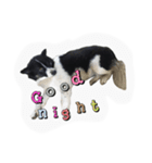 dog my friend（個別スタンプ：6）