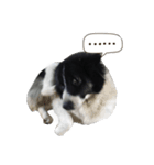 dog my friend（個別スタンプ：7）