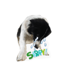 dog my friend（個別スタンプ：8）