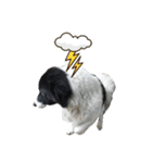 dog my friend（個別スタンプ：9）