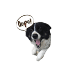 dog my friend（個別スタンプ：10）