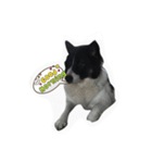 dog my friend（個別スタンプ：11）